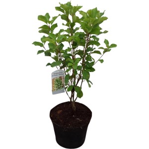 Säulen-Felsenbirne Obelisk im Topf, ca. 50-70 cm hoch. Ideal für Garten und Hecke.