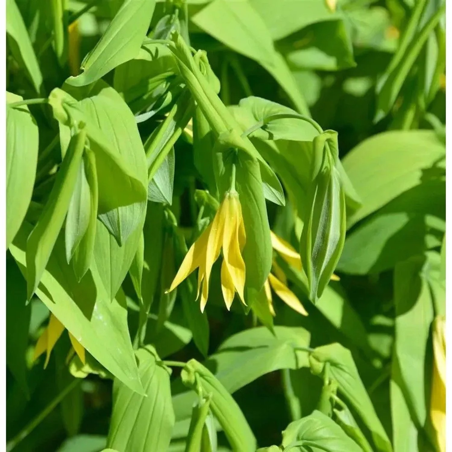 Schwefel Trauerglocke - Uvularia perfoliata