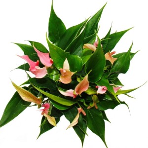 Flamingoblume 'Lilli' im 12cm Topf, rosa Anthurie mit grünen Blättern.