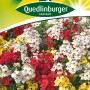 Quedlinburger Nemesie Elfenspiegel 'Triumph Mischung' Blumensamen mit roten, gelben und weißen Blüten.