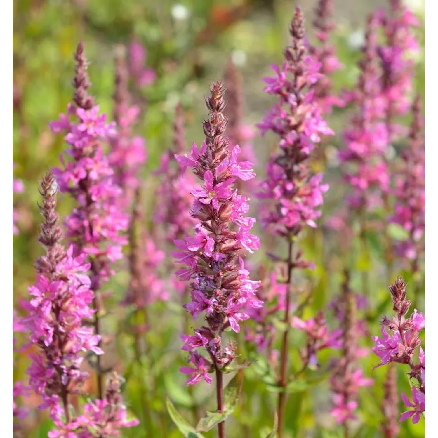 Blutweiderich Feuerkerze - Lythrum salicaria