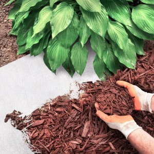 Weißes Unkrautvlies Ground Control unter Pflanze mit Rindenmulch, Unkrautschutz im Garten.