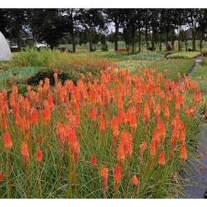 Fackellilien Alcazar (Kniphofia uvaria) mit leuchtend roten Blüten im Gartenbeet.