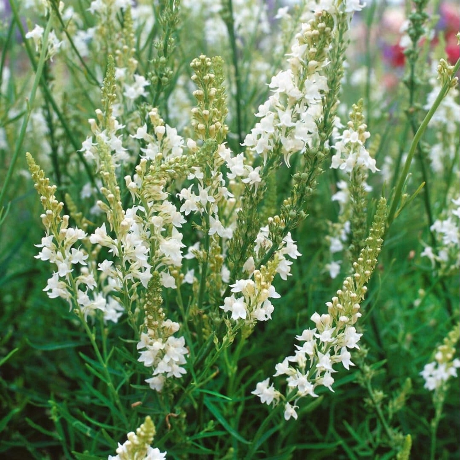 Linaria Purpurea Alba Purpur Leinkraut Ca. 9x9 cm Topf günstig online kaufen