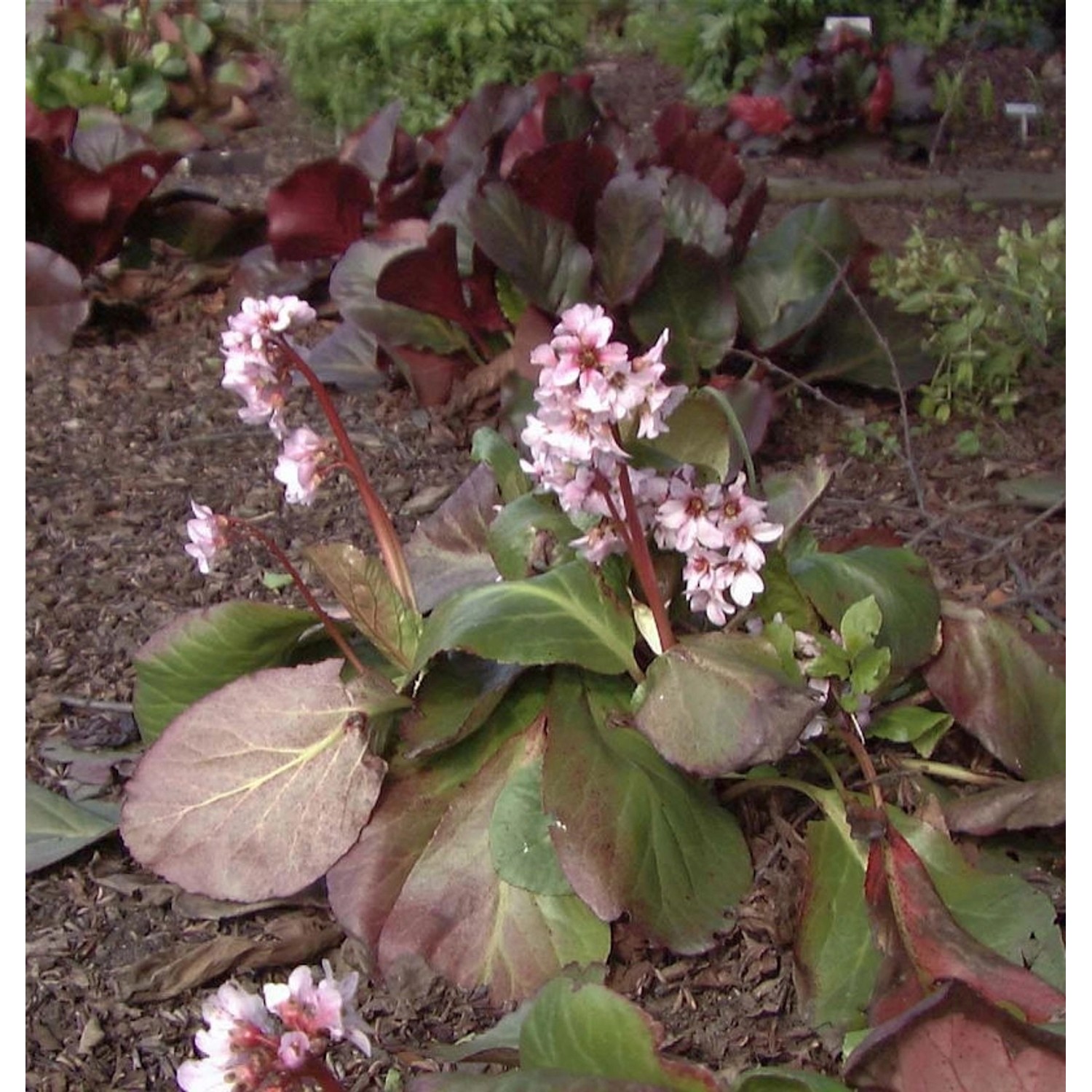 Bergenie Biedermeier - Bergenia cordifolia günstig online kaufen