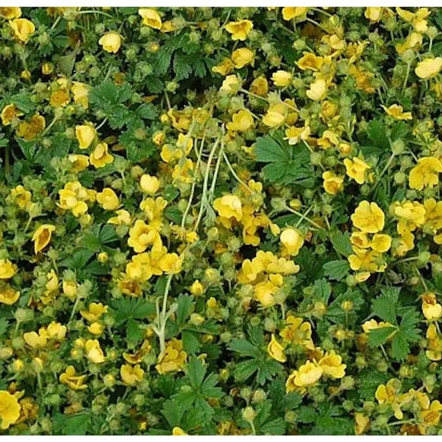 Frühlingsfingerkraut Nana - Potentilla neumanniana
