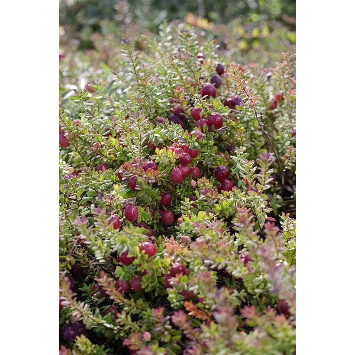 Vaccinium Macrocarpon Pilgrim Cranberry 15–20 Cm Robust günstig online kaufen