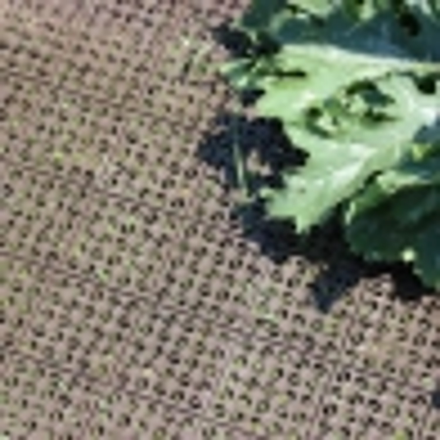 Ezooza Multiflex Holzfliesen, beige, 30x30 cm, drainierend und rutschfest für den Außenbereich.