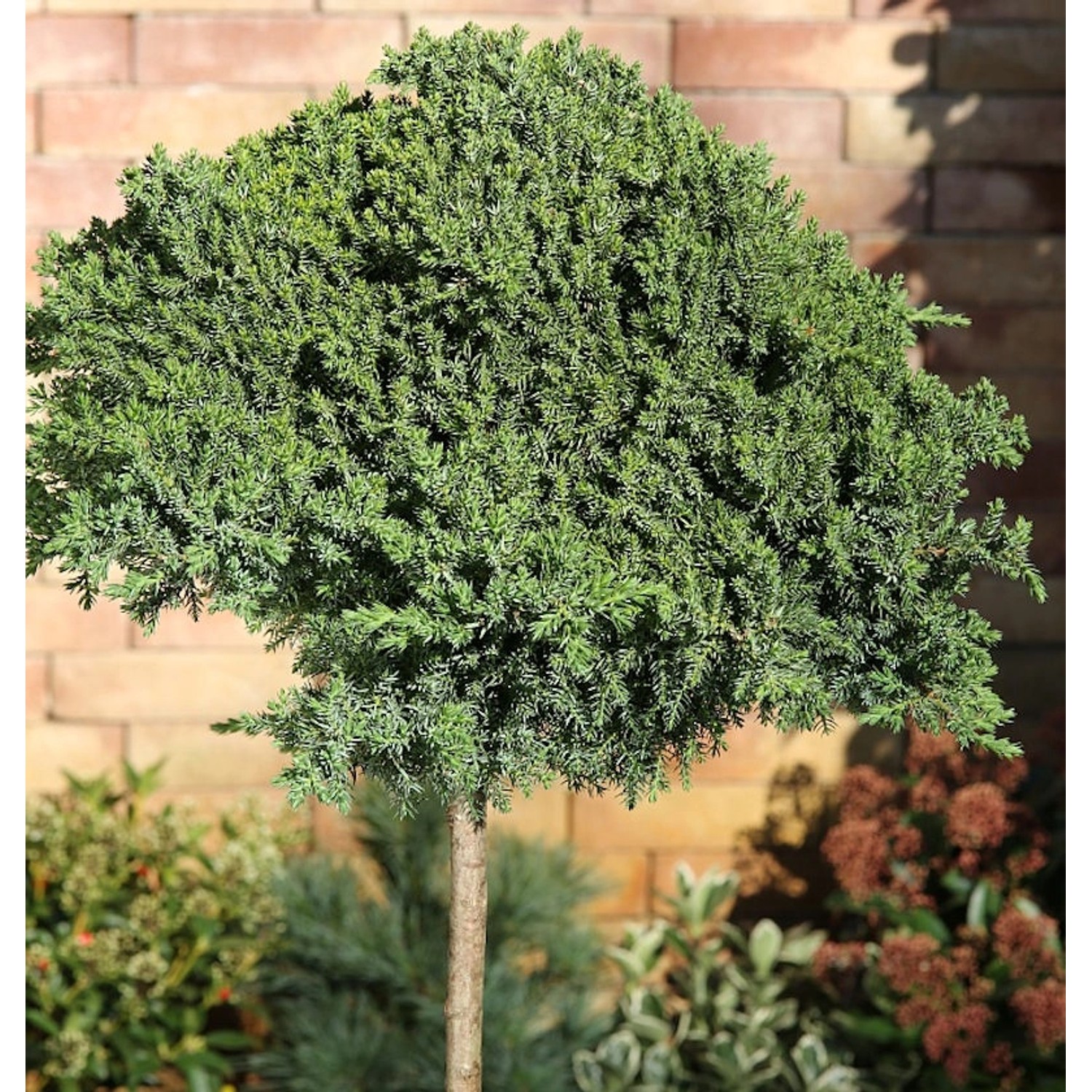 Hochstamm Japanischer Kriechwacholder 40-60cm - Juniperus procumbens Nana günstig online kaufen