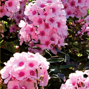 Nahaufnahme der rosa-weißen Flammenblume (Phlox paniculata Bright Eyes) im Garten.