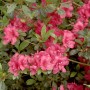Japanische Azalee 'Muttertag' mit karminroten Blüten und grünen Blättern.