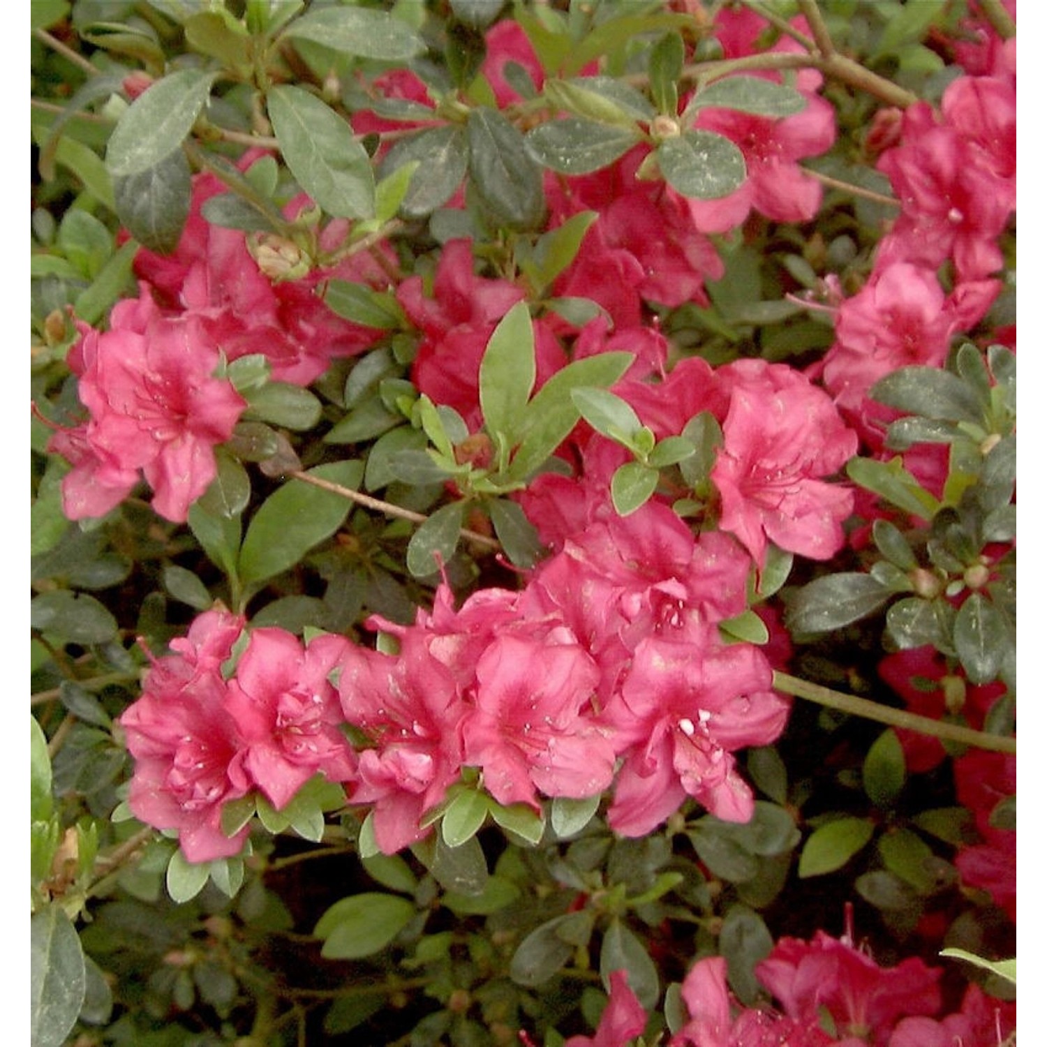 Japanische Azalee Muttertag 30-40cm - Rhododendron obtusum - Zwerg Alpenros günstig online kaufen