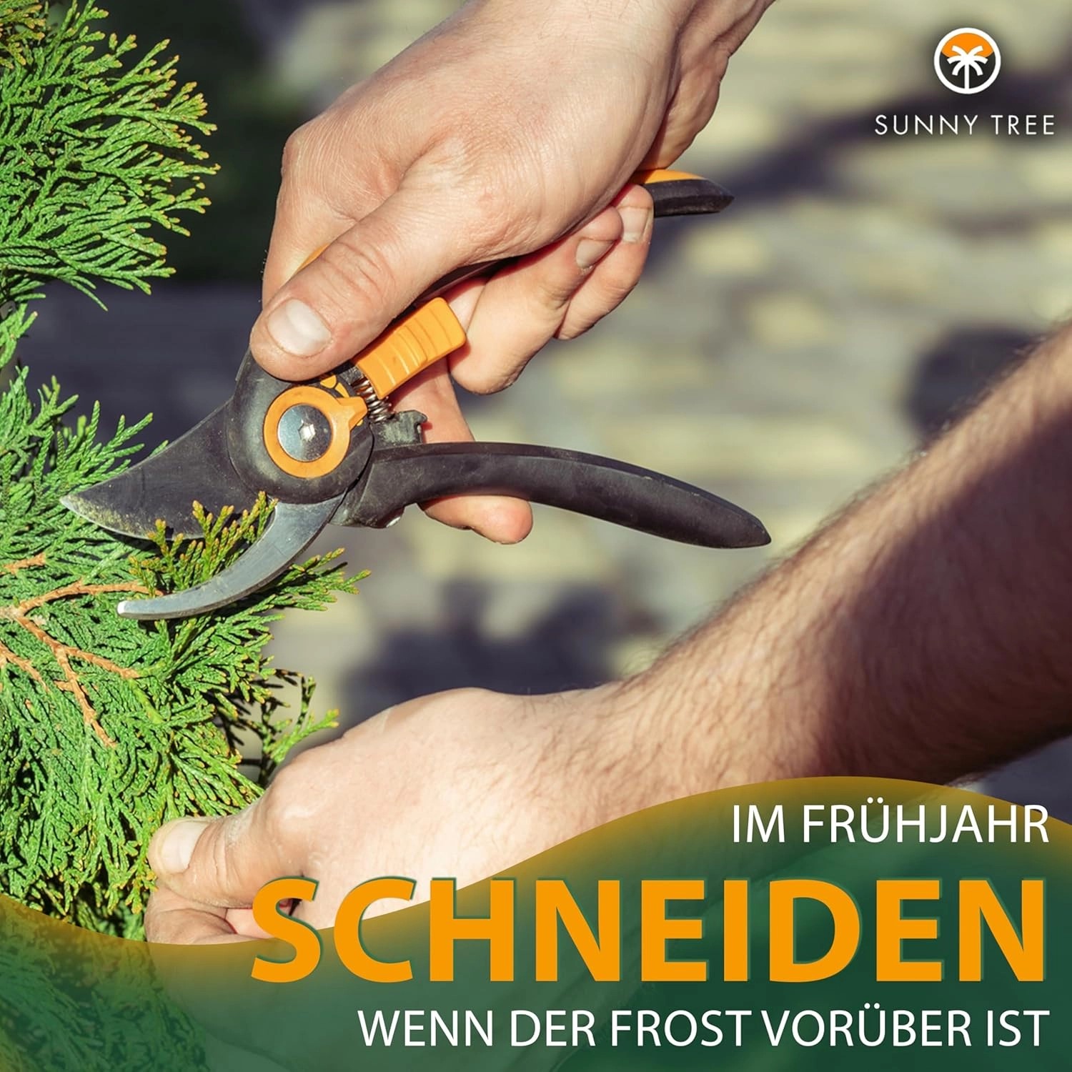 Nahaufnahme: Zypresse schneiden mit Gartenschere. Pflege der Sunny-Tree Zypresse im Frühjahr.