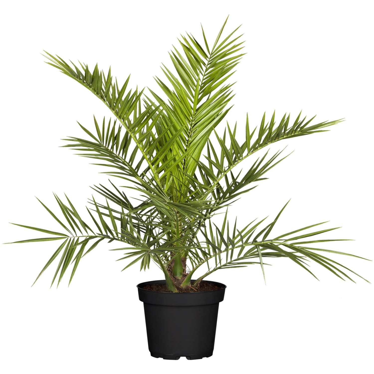 Kanarische Dattelpalme im Topf (Ø 17cm), grüne Zimmerpflanze für mediterranes Flair.