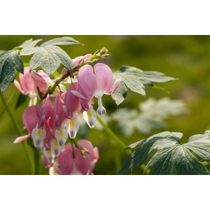 Nahaufnahme des Tränenden Herz (Dicentra spectabilis) mit rosa-weißen Blüten und grünen Blättern.