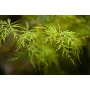 Detailaufnahme: Acer Palmatum Emerald Lace, Japanischer Ahorn mit grünen, fein geschlitzten Blättern.