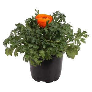Hahnenfuß im Topf, verschiedene Farben. Ranunculus als Frühjahrsbepflanzung.