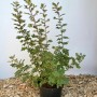 Baumfink Bibernellrose im Topf, 60-100cm hoch. Strauchrose mit grünen Blättern im schwarzen Topf.