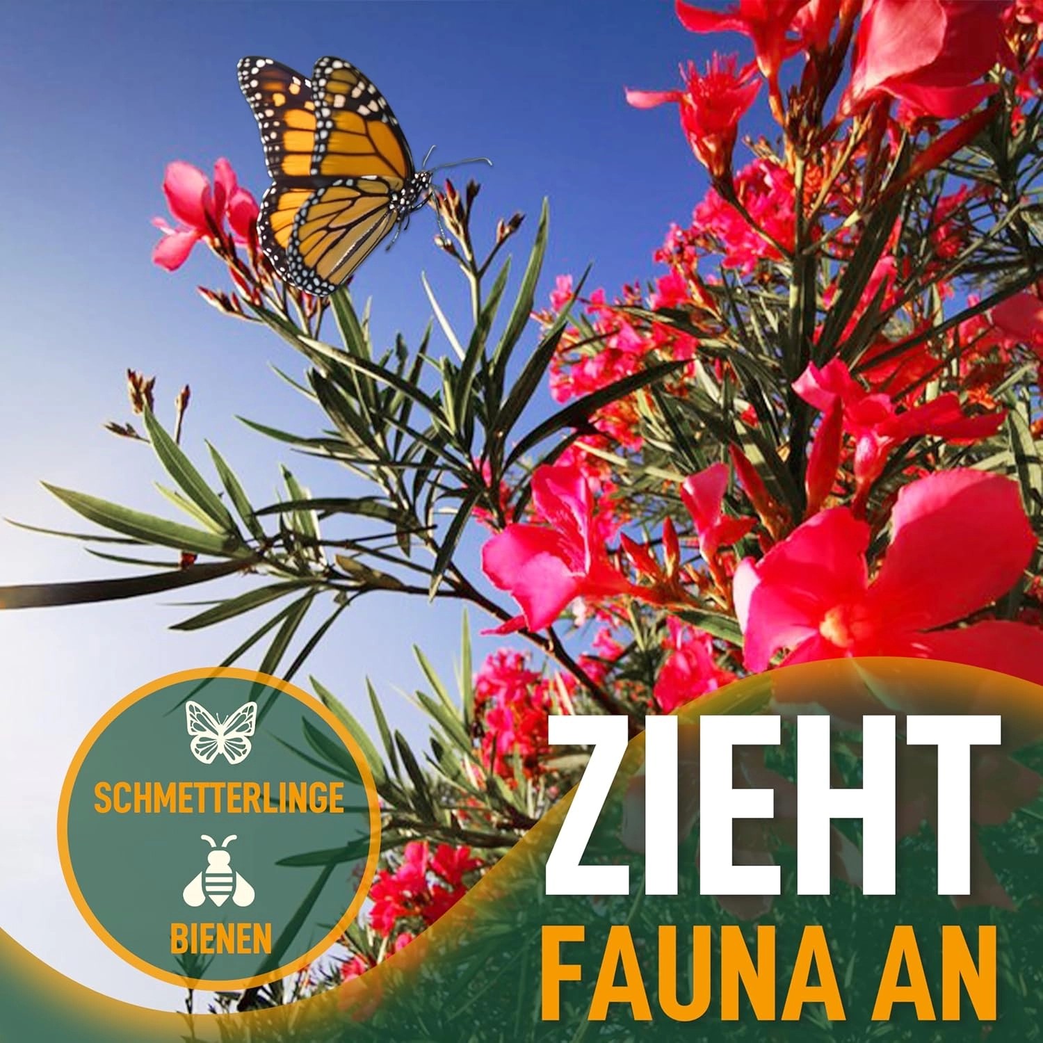 Blühender, roter Oleander mit Schmetterling. Mediterrane Kübelpflanze für Garten und Balkon.