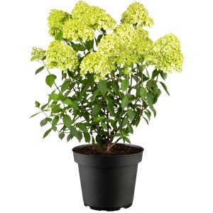 Rispenhortensie Limelight Höhe ca. 20-40 cm Topf ca. 2,3 l Hydrangea paniculata
