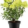 Rispenhortensie Limelight im Topf, ca. 20-40 cm hoch, mit limettengrünen Blüten.
