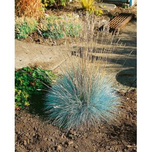 Blau-Schwingel 'Elijah Blue' im Garten: Ziergras mit stahlblauen Blättern und filigranen Halmen.
