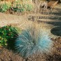 Blau-Schwingel 'Elijah Blue' im Garten: Ziergras mit stahlblauen Blättern und filigranen Halmen.