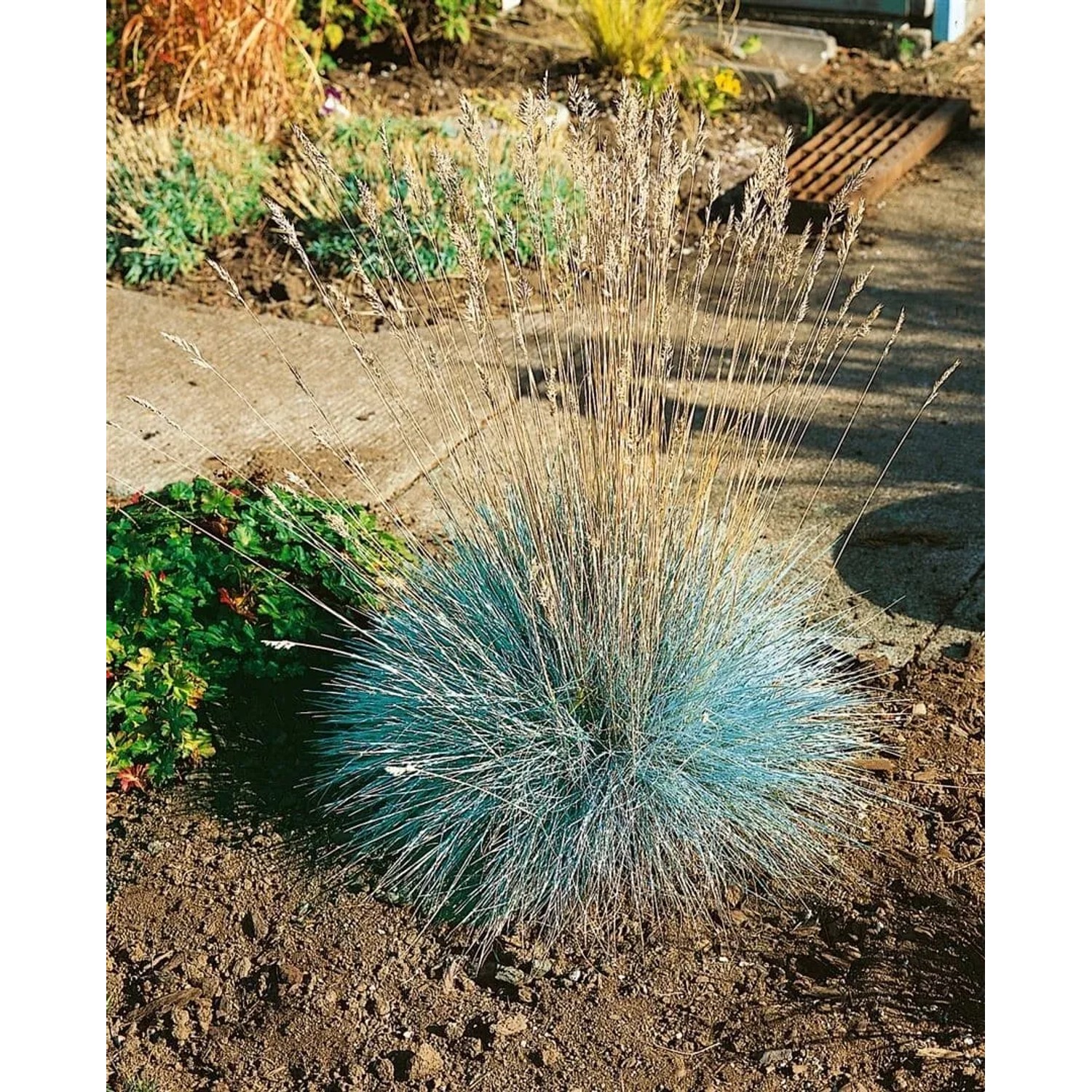 Blau-Schwingel 'Elijah Blue' im Garten: Ziergras mit stahlblauen Blättern und filigranen Halmen.