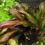 Dennerle Aquariumpflanze Echinodorus Green Chamäleon mit rot-grünen Blättern.