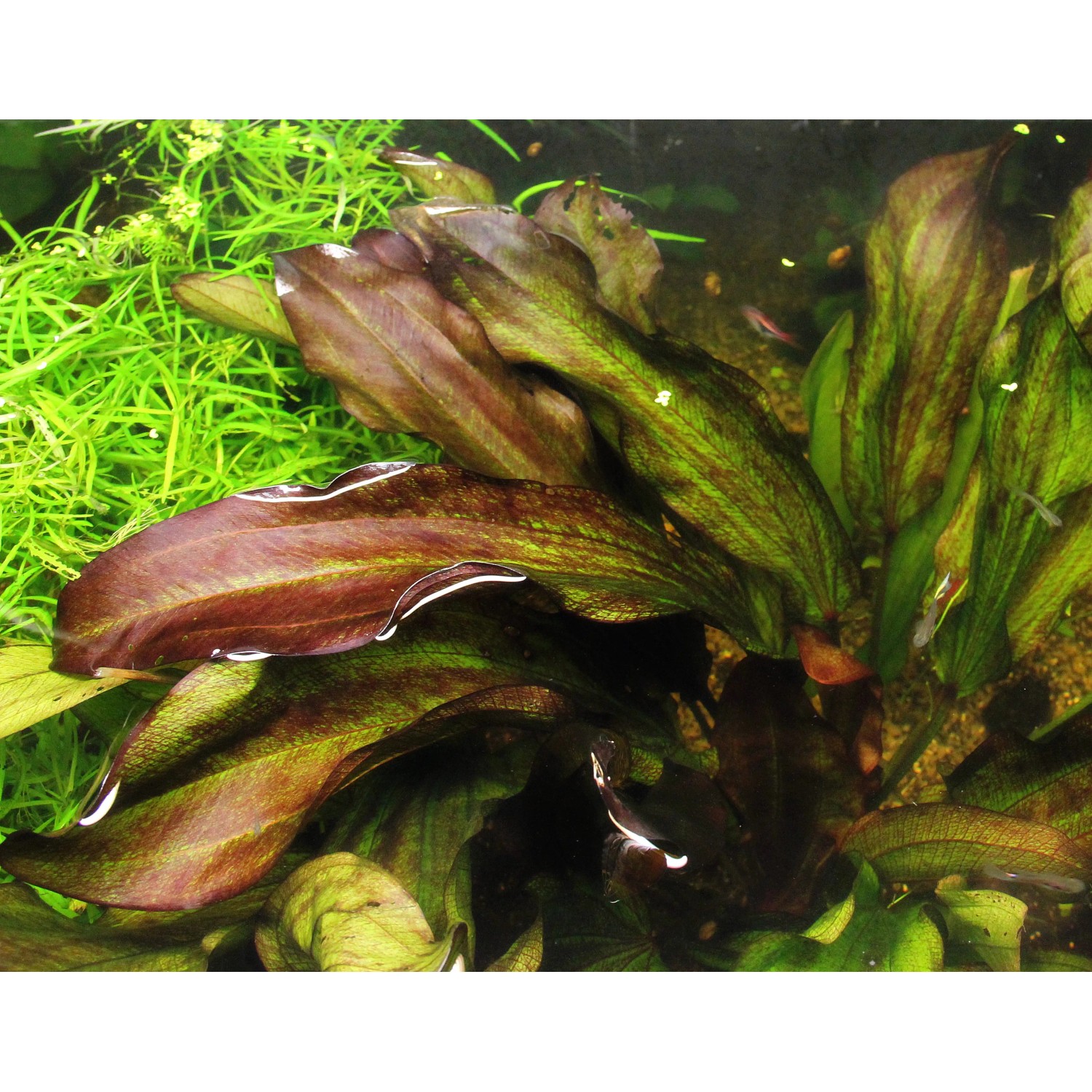 Dennerle Aquariumpflanze Echinodorus Green Chamäleon mit rot-grünen Blättern.