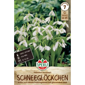 Sperli Ikaria-Schneeglöckchen Blumenzwiebeln mit weißen Blüten und grünen Akzenten.