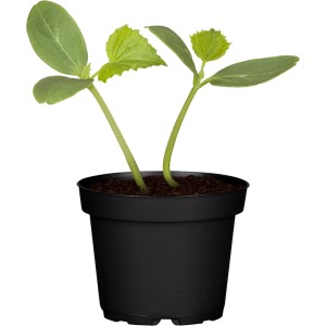 Jungpflanze: GROW by OBI Gurke im Topf, grüne Blätter. Ideal für Beet und Balkon.