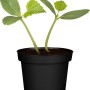 Jungpflanze: GROW by OBI Gurke im Topf, grüne Blätter. Ideal für Beet und Balkon.