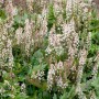 Tiarella Laciniata Pink Skyrocket Staude mit zartrosa Blüten und grünem Laub.
