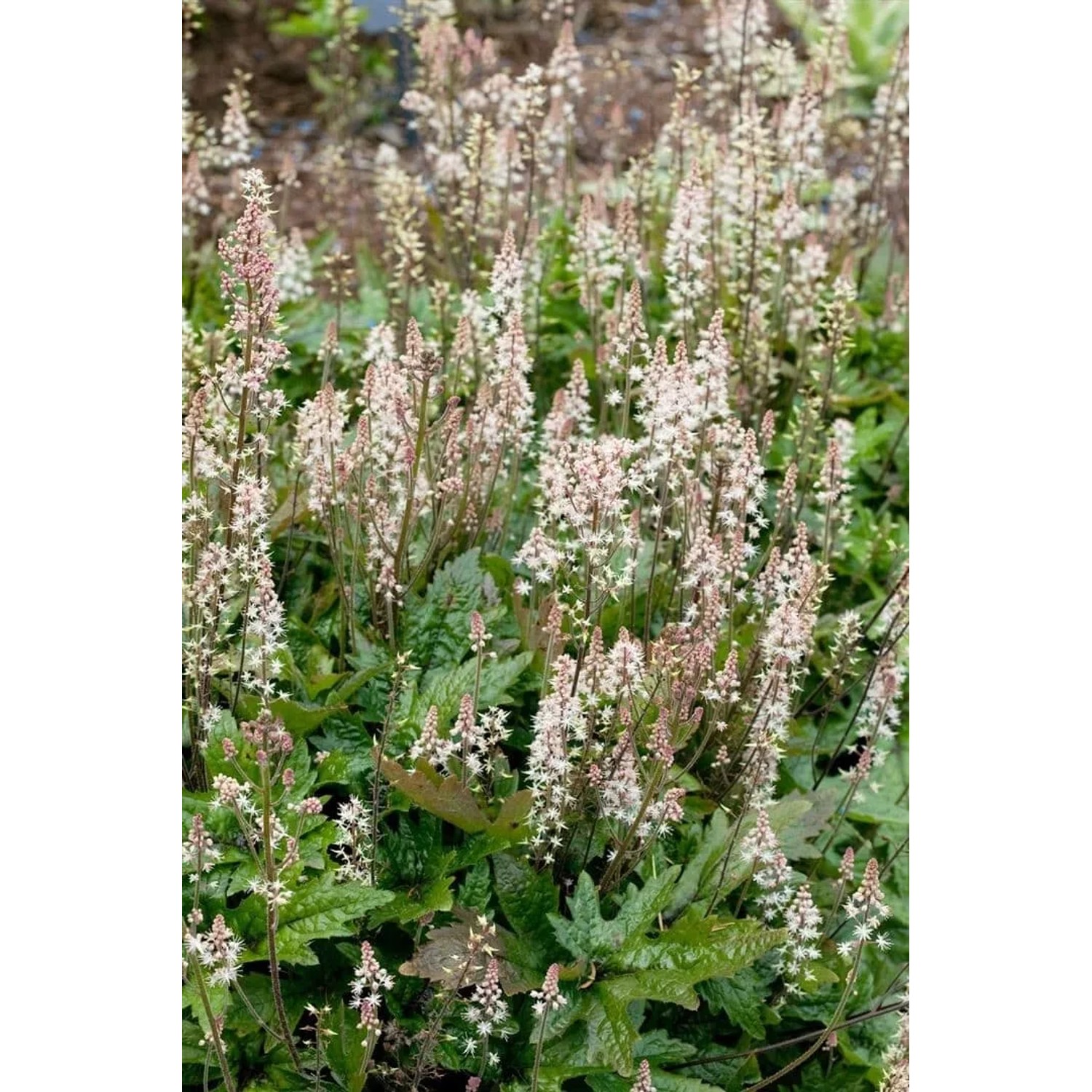 Tiarella Laciniata Pink Skyrocket Staude mit zartrosa Blüten und grünem Laub.