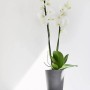 Ecopots Orchideentopf Morinda, grau, 14 cm, mit weißer Orchidee im Topf.