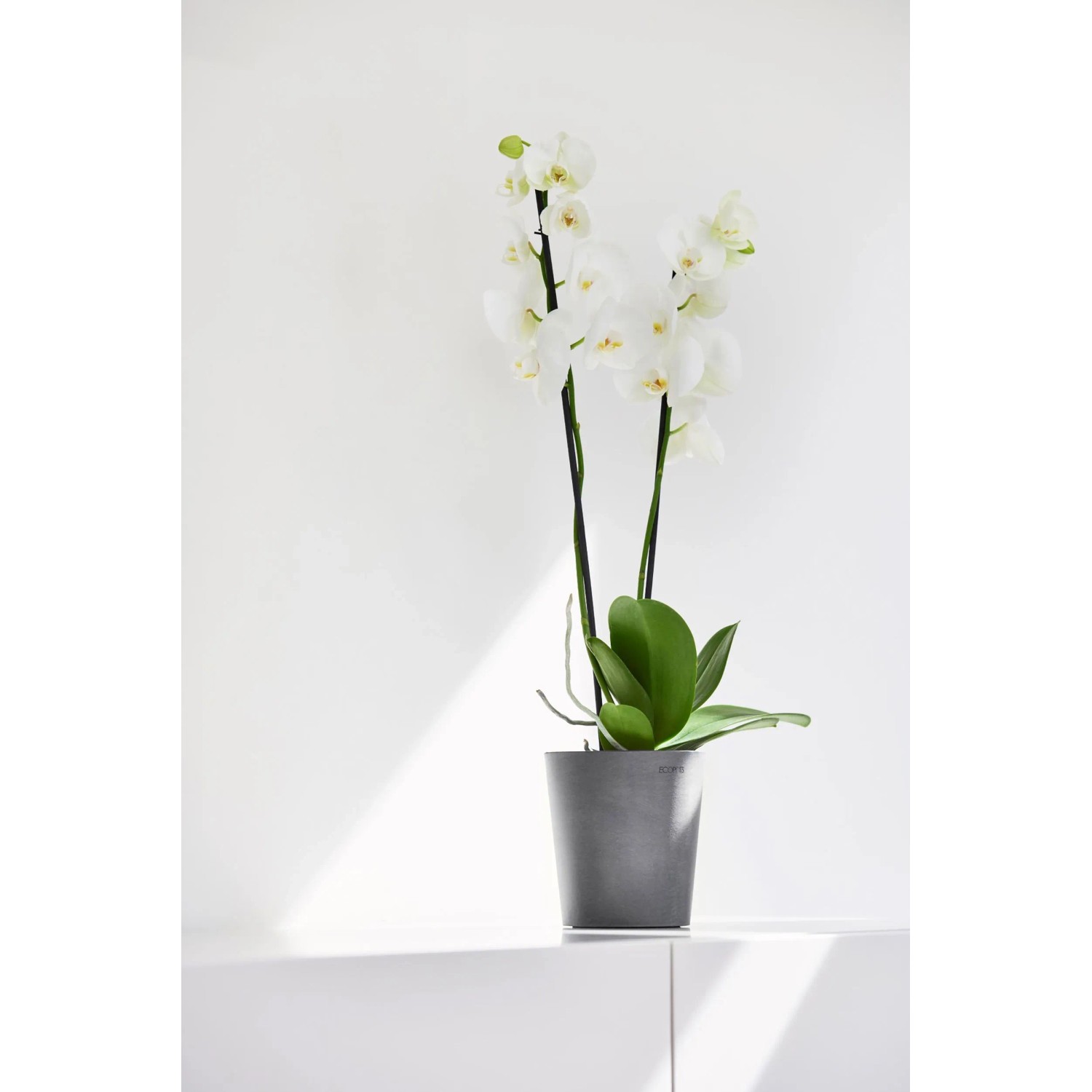 Ecopots Orchideentopf Morinda, grau, 14 cm, mit weißer Orchidee im Topf.