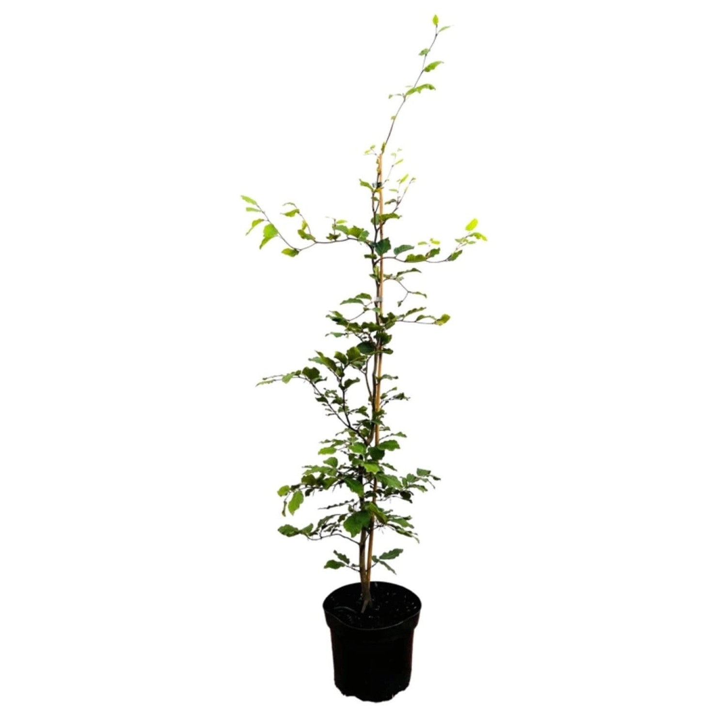 Fagus sylvatica 60-80 cm günstig online kaufen