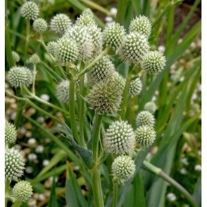 Palmlilien Edeldistel - Eryngium yuccifolium