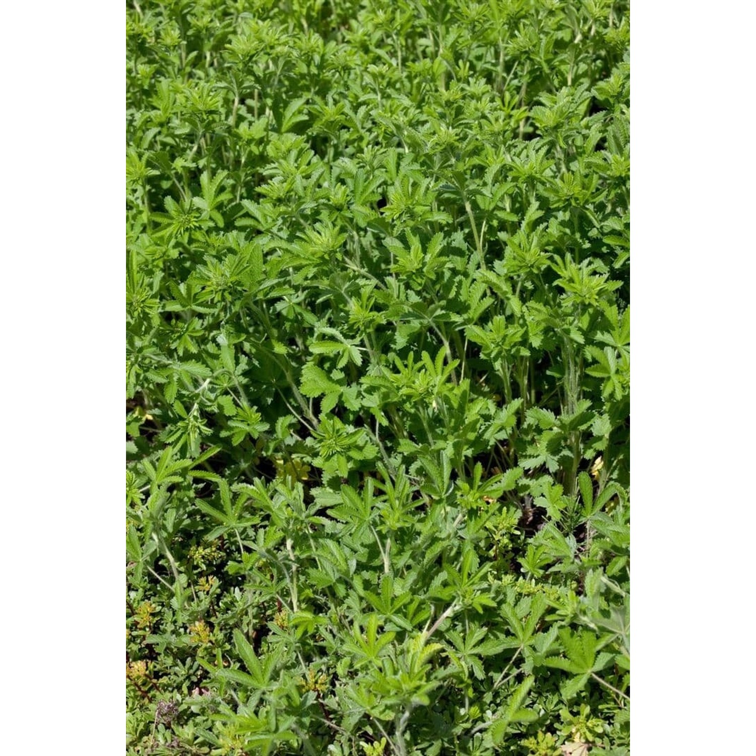 Potentilla Recta Aufrechte Fingerkraut Ca. 9x9 cm Topf günstig online kaufen