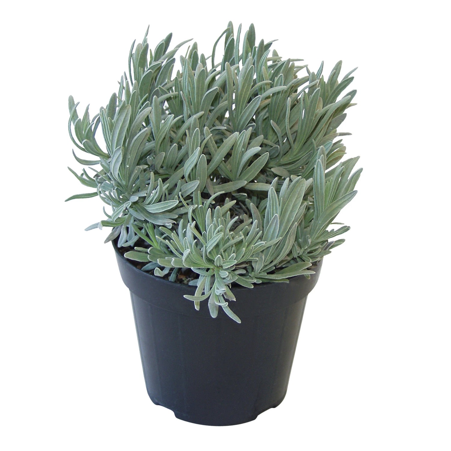 GROW by OBI Italienische Kräutermischung im Topf (Lavendel, nicht essbar) mit silbrigen Blättern.