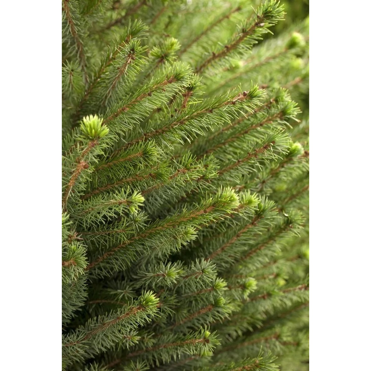 Picea Omorika Serbische Fichte 60–80 cm