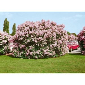 Chinesischer Flieder (Syringa Chinensis) mit lila Blüten im Garten, ca. 60-100 cm hoch.