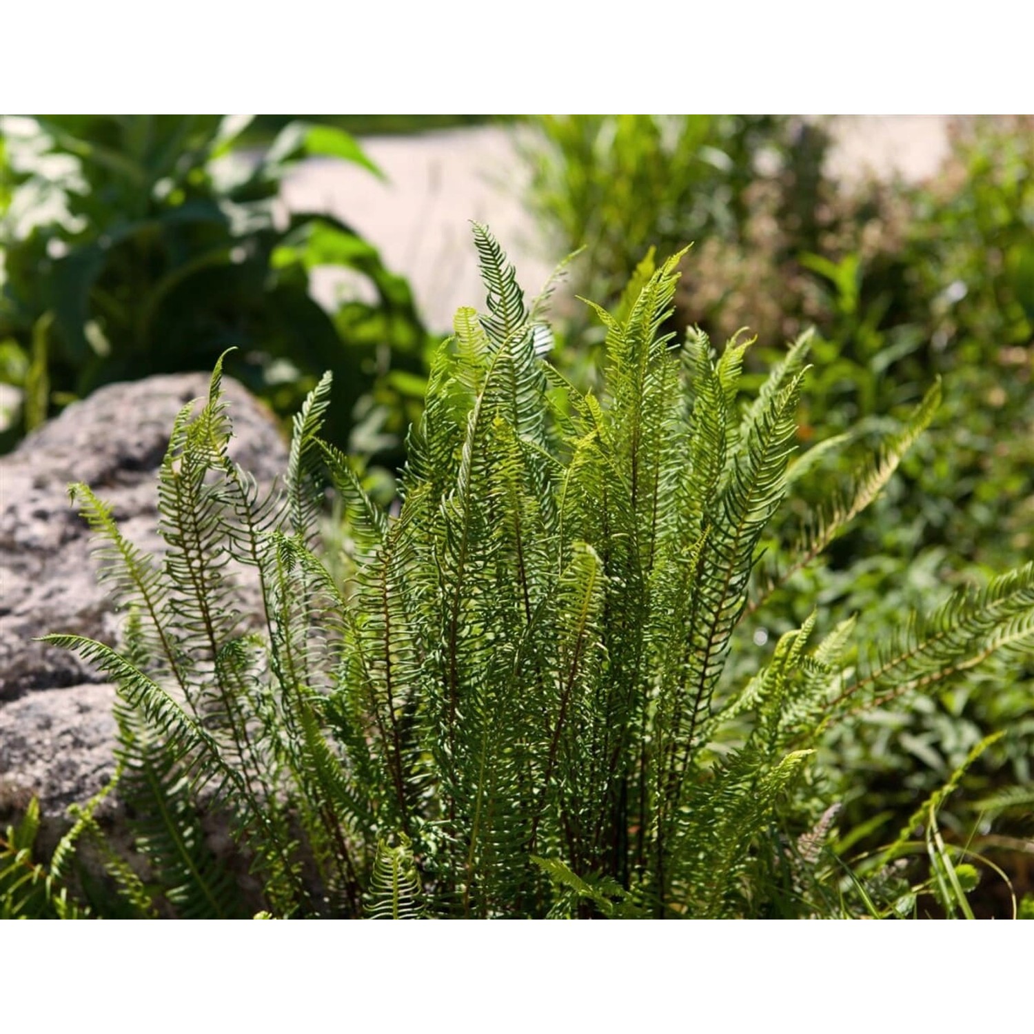 Detailaufnahme des grünen Rippenfarns (Blechnum spicant) im 9x9 cm Topf, eine robuste Staude für schattige Gärten.