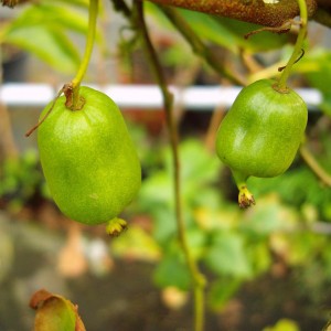 Bayernkiwi (Actinidia arguta) mit grünen, glatten Früchten am Strauch.