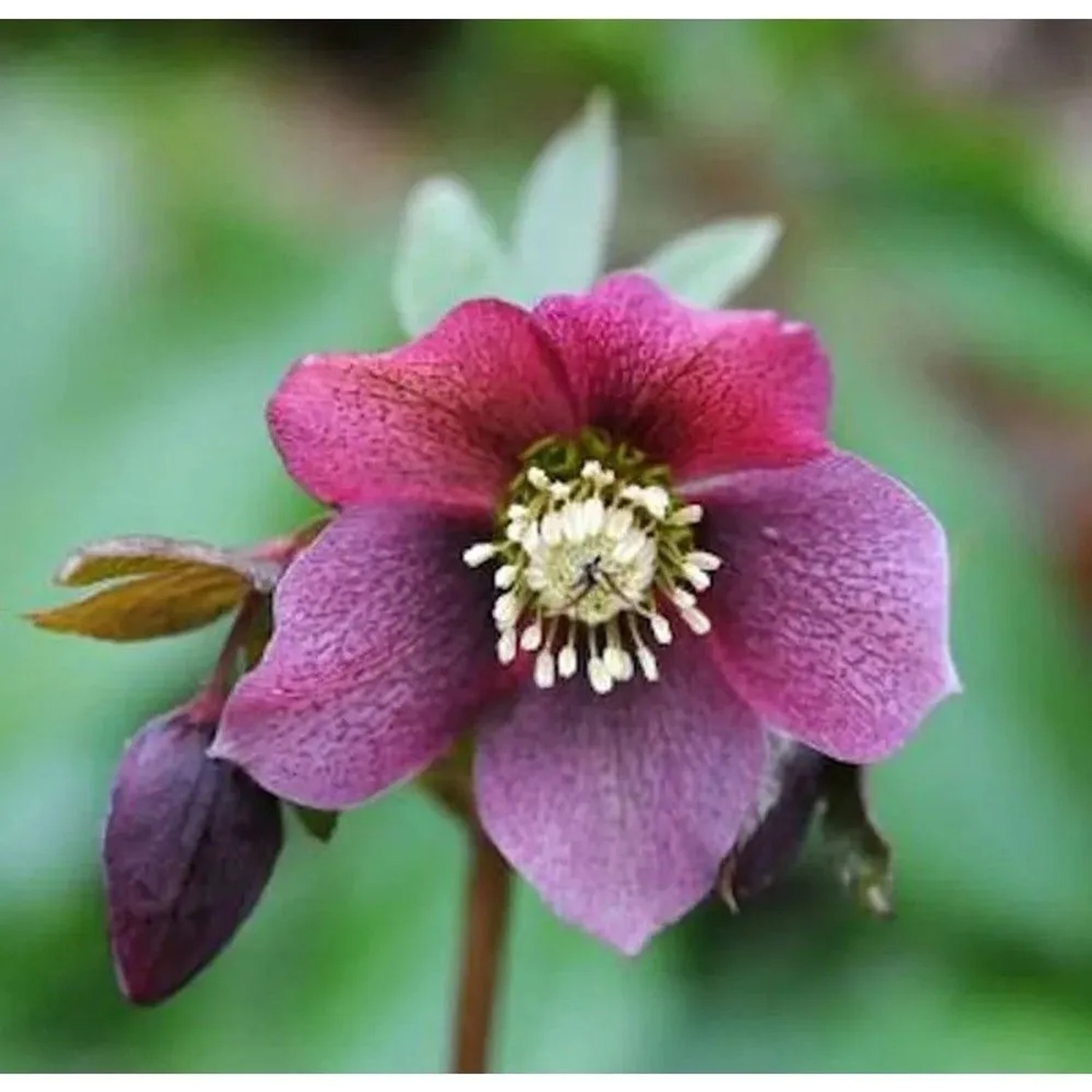 Christrose Lenzrose Red Lady - Helleborus orientalis