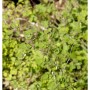 Chinesische Wiesenraute 'Splendide White' (Thalictrum delavayi) mit filigranem Laub.