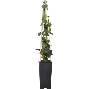 Efeu (Hedera hibernica) im Topf mit Rankhilfe, 40 cm hoch.