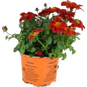 Goldmarie 'Ring of Fire' im Topf, leuchtend rote Blüten mit gelber Mitte. Sommerpflanze für Beet und Balkon.