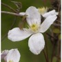Nahaufnahme einer weißen Berg Waldrebe Grandiflora Blüte mit gelber Mitte, an braunen Ranken einer Clematis montana Kletterpflanze.